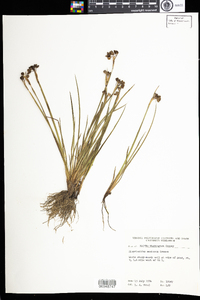 Sisyrinchium montanum image