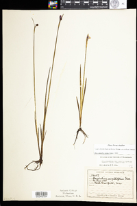 Sisyrinchium montanum var. crebrum image