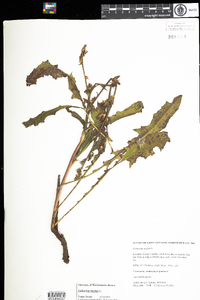 Cichorium intybus image