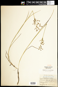 Juncus brachycephalus image