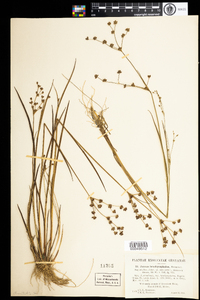 Juncus brachycephalus image