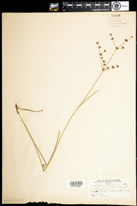 Juncus brachycephalus image