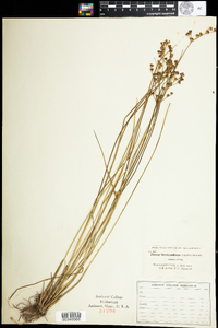 Juncus brevicaudatus image