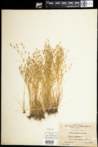 Juncus bufonius image