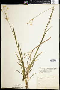 Luzula multiflora image