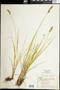 Carex annectens image