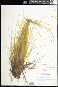 Carex canescens subsp. canescens image