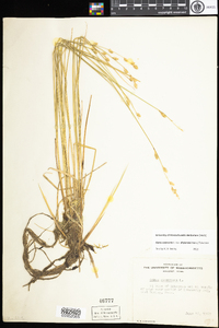 Carex canescens subsp. disjuncta image