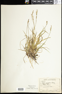 Carex communis image