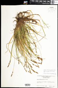 Carex lucorum image