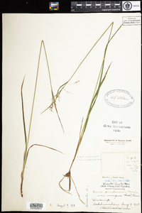 Carex magellanica image