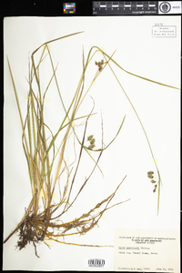 Carex magellanica image