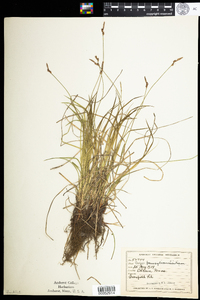 Carex pensylvanica image