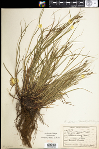 Carex swanii image