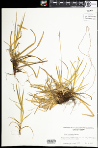 Carex communis image