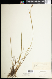 Carex conoidea image