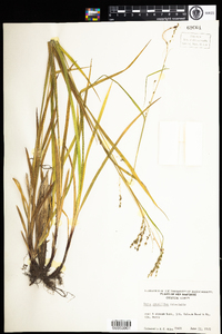 Carex gracillima image