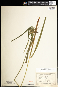 Carex gynandra image