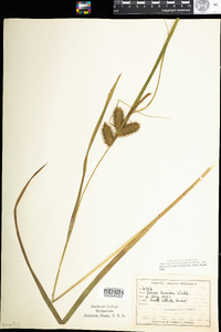 Carex lurida image