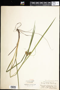 Carex lurida image