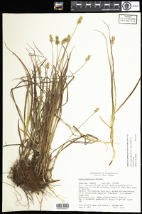 Carex muehlenbergii image