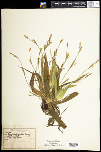 Carex platyphylla image