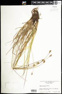 Carex scoparia image