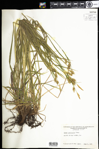 Carex sprengelii image