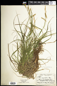 Carex sprengelii image