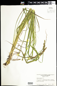 Carex stipata image