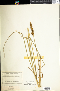 Carex vulpinoidea image