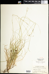 Carex trisperma image