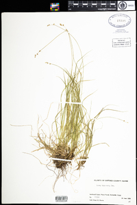 Carex trisperma image