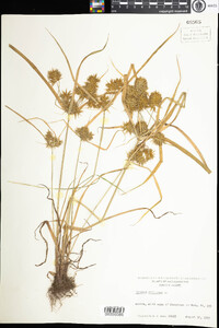 Cyperus strigosus image