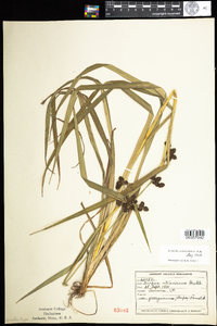 Scirpus atrovirens image