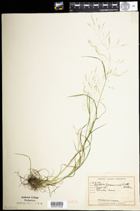 Agrostis perennans image