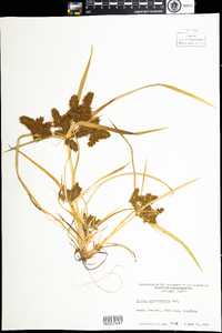 Cyperus erythrorhizos image