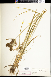 Cyperus esculentus image