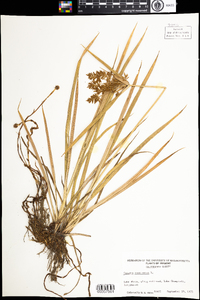 Cyperus esculentus image