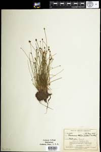 Eleocharis obtusa image