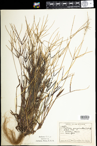 Digitaria sanguinalis image