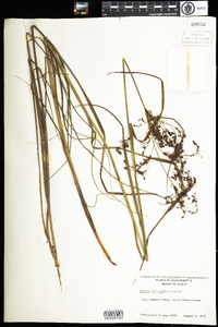 Scirpus atrocinctus image