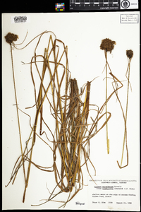 Scirpus atrocinctus image