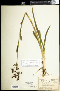 Scirpus hattorianus image