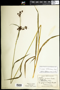 Scirpus hattorianus image