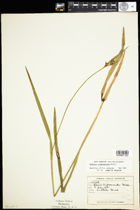 Scleria triglomerata image