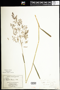 Agrostis capillaris image