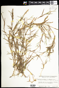 Agrostis stolonifera image