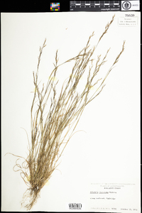 Aristida dichotoma image