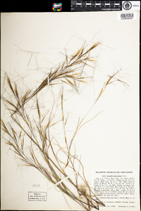 Aristida tuberculosa image